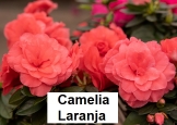 Camelia laranja