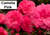 Camelia pink