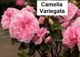 Camelia Variagata