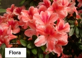 flora