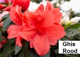 Ghis Rood
