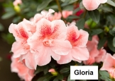 Gloria