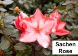 Sachen Rose