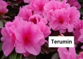 terumim