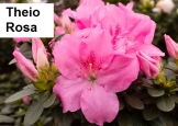 Theio Rosa