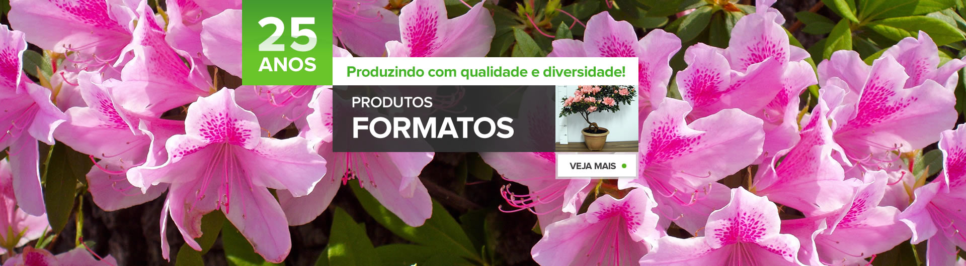 3slideFormato