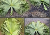 washingtonia-2