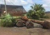 washingtonia