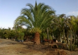 fenixcanariensis2