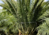 fenixcanariensis3