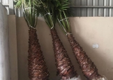 washingtonia-3