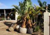 washingtonia3