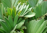 zamia