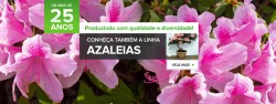azaleias